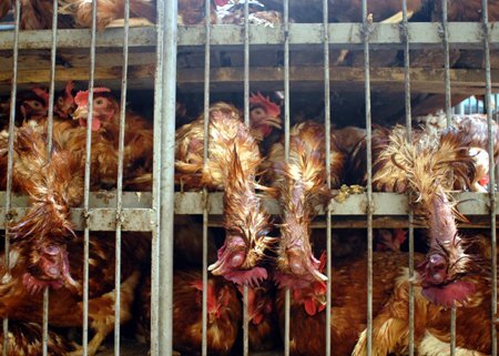 Hàng nghìn con 'gà độc' được đưa về từ cửa khẩu: Mối họa cho người mê gà rán, cánh chiên