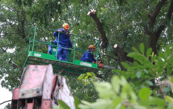 Chi phí đánh chuyển gần 1.000 cây xanh đường Phạm Văn Đồng thế nào?