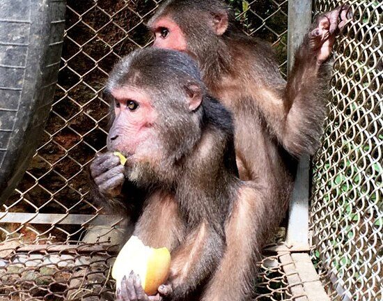 Người dân trao trả 2 con khỉ mặt đỏ cho Vườn Quốc gia Pù Mát