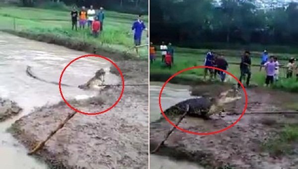 Cá sấu 'khủng' bị lũ cuốn trôi ra đồng, hung hăng chạy lên bờ đuổi dân