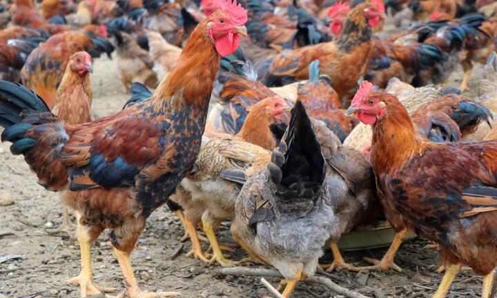 Gà đồi Yên Thế đạt giá trị hơn 1.200 tỷ đồng