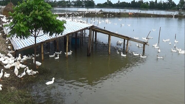 Dân Chương Mỹ ngậm ngùi nhìn nước lũ vẫn ngập nhà, gia súc, gia cầm mất trắng