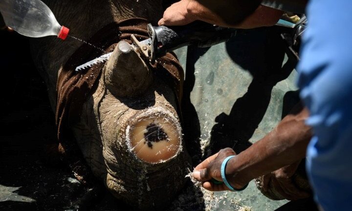 Cận cảnh quy trình cưa sừng tê giác hợp pháp nhưng vẫn gây tranh cãi ở Nam Phi