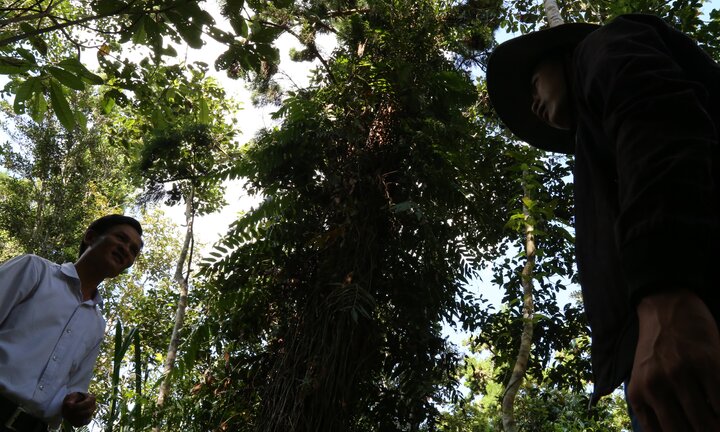 Video: Cận cảnh cây thủy tùng quý hiếm bậc nhất thế giới gần 1.000 năm tuổi ở Đắk Lắk