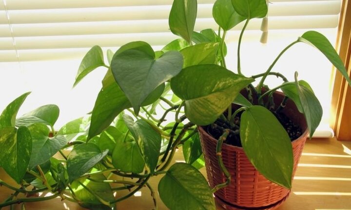 Muốn đắc tài, sai lộc nhất định phải thuộc lòng quy tắc trồng cây theo mệnh dưới đây
