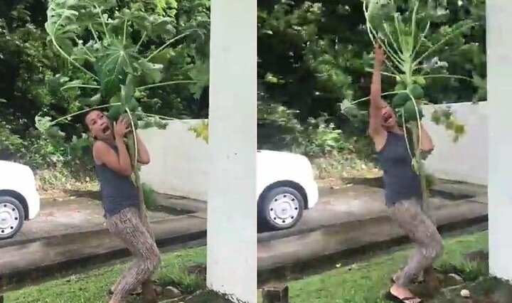 Clip một phụ nữ vật lộn với siêu bão Lan, 'sống chết' bảo vệ cây đu đủ gây 'sốt'