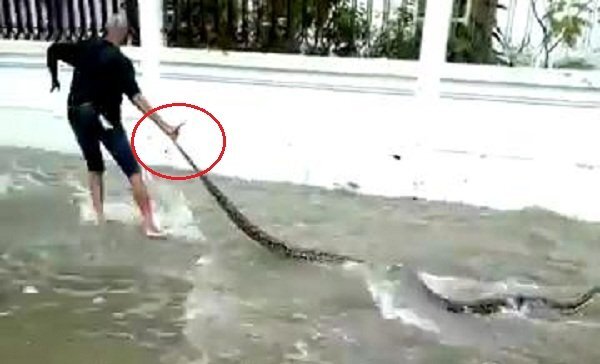 Trăn 'khủng' bị nước cuốn trôi ra đường lụt, dân hò nhau vây bắt