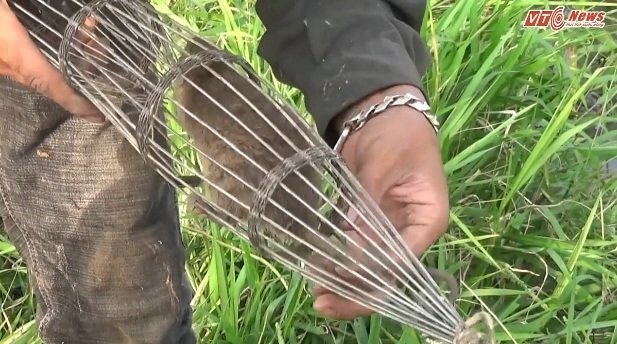 Tròn mắt xem trai làng hò nhau đi bắt chuột đồng bằng rọ sắt cực nhanh ở Hà Nội