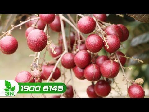 Video: Thâm nhập vườn nhãn tím độc nhất vô nhị của Việt Nam