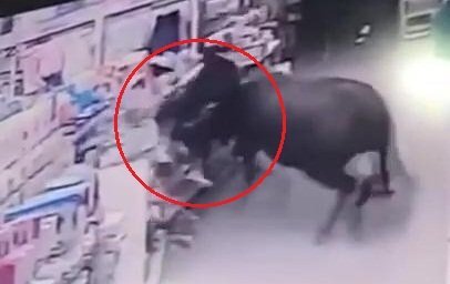 Clip: Trâu 'điên' sổng lò mổ, lao ra đường húc nhiều người bị thương