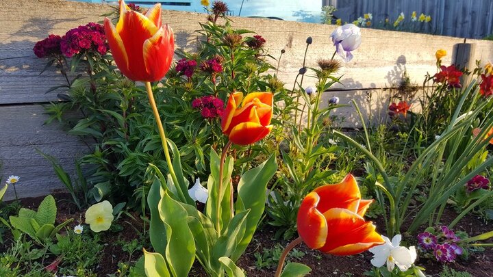 Mẹ Việt tại Úc chia sẻ mảnh vườn 'trăm hoa khoe sắc' rực rỡ như thế giới cổ tích