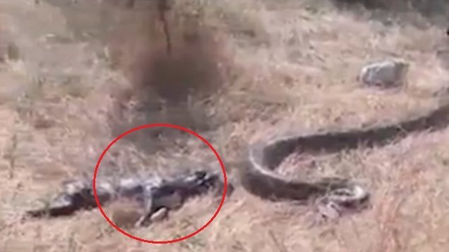 Clip: Trăn khổng lồ bị dân tóm sống, ép nôn chó ra khỏi bụng