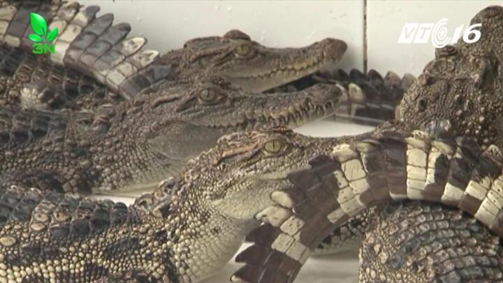 Ông trùm tỷ phú miền đất lúa sở hữu hàng vạn con cá sấu