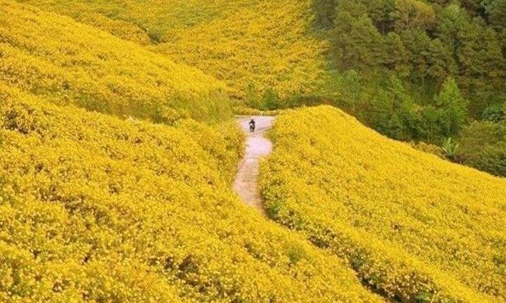 Mùa dã quỳ tại Đà Lạt, không thể không check in tại 3 cung đường 'tiên cảnh' này