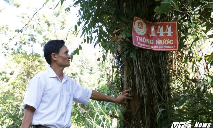 Cận cảnh rừng cây thủy tùng ở Việt Nam có 'núi tiền' cũng không mua nổi