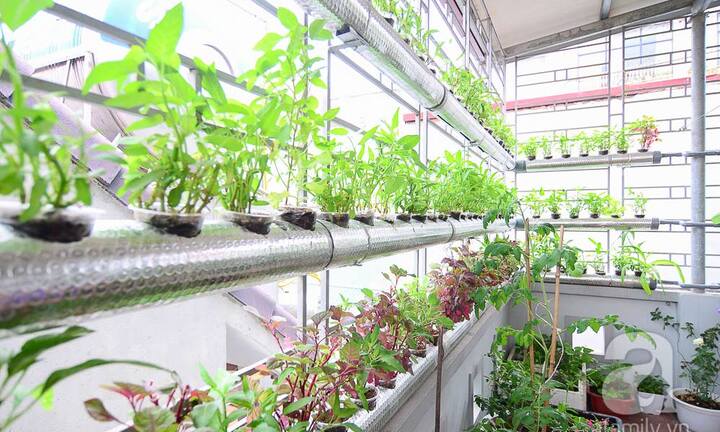 Tận dụng chai thủy tinh trồng cây thủy canh trang trí cửa sổ tuyệt đẹp