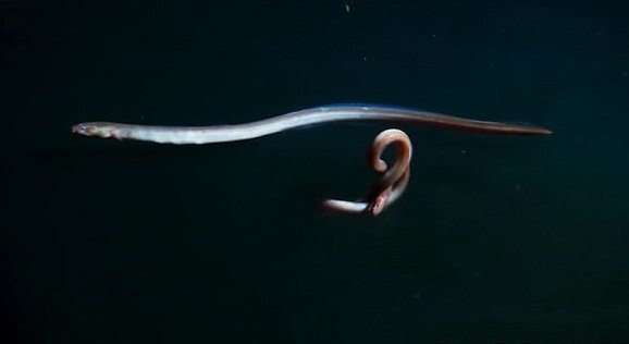 Clip: Lươn biển uốn éo, tự thắt nút cơ thể trong vùng nước kỳ bí cực độc