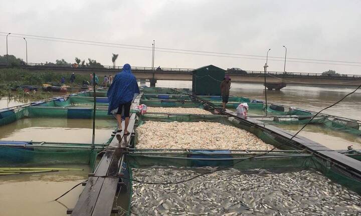 Dân Huế liều mình giữ lồng cá, hôm sau nước mắt chan mưa nhìn cá chết trắng