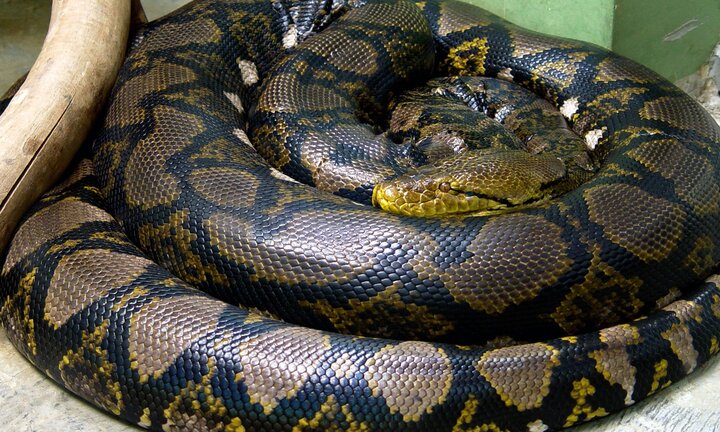 Con mất tích, bố mổ bụng trăn nuôi trong nhà tìm con và cái kết bất ngờ