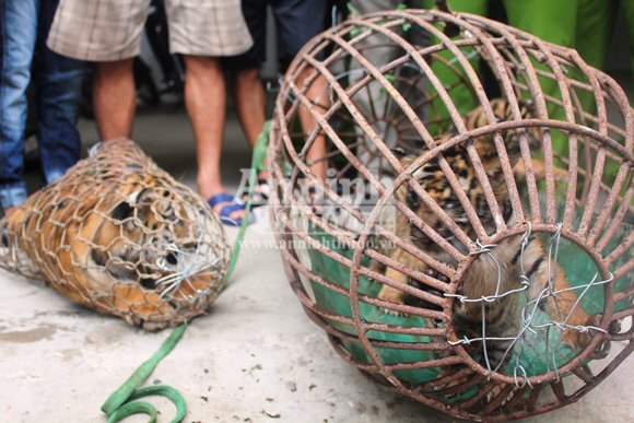 Dùng xe Lexus vận chuyển hổ đi tiêu thụ ở Nghệ An