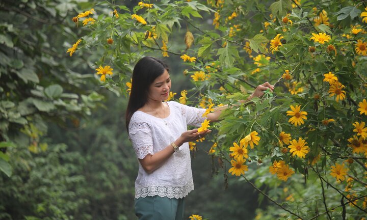 Video: Đổ xô lên Vườn Quốc gia Ba Vì chụp hoa dã quỳ bung nở vàng rực