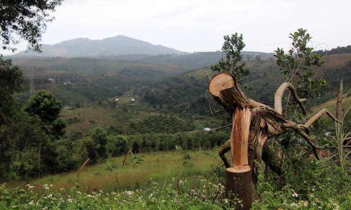 Kỷ luật cảnh cáo chủ tịch xã để mất 48,6 ha rừng