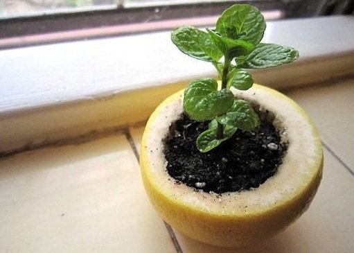 7 mẹo làm vườn thông minh chỉ dân trong nghề mới biết