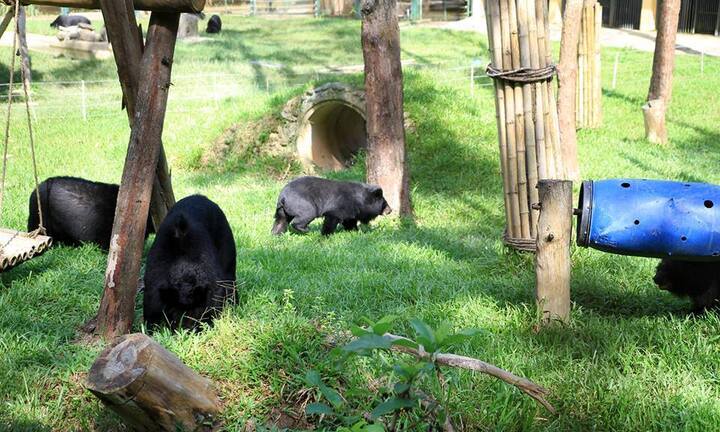 Cuối tuần dẫn bé đi khám phá thiên đường gấu tại Tam Đảo