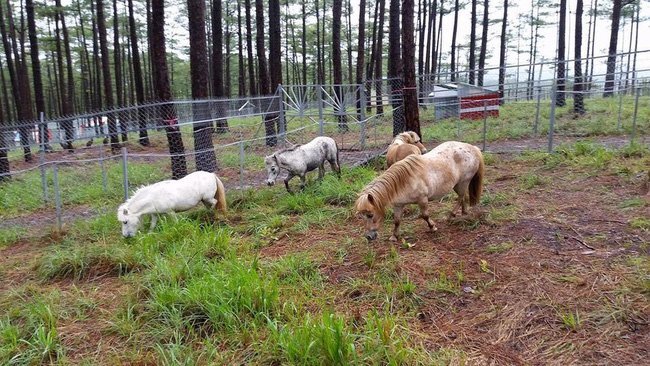 Giở trò đồi bại với ngựa trong sở thú, người đàn ông bị bắt