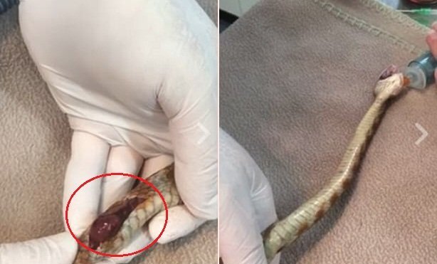 Rắn bị thương nặng, lòi tim ra ngoài được bác sỹ cứu sống ngoạn mục