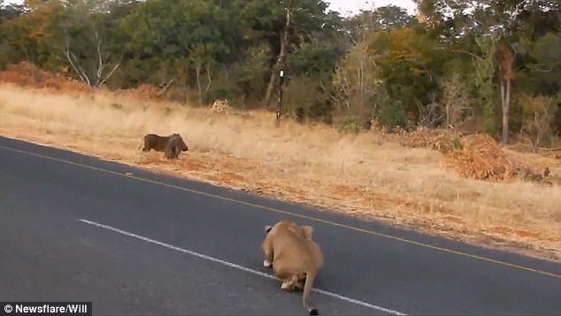 Video: Lợn rừng đực bỏ chạy, để mặc bạn tình đang ăn cỏ cho sư tử tấn công