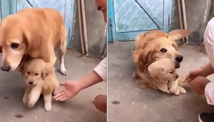 Chó mẹ nhất định không cho chủ động vào con và lý do khiến người xem rơi nước mắt