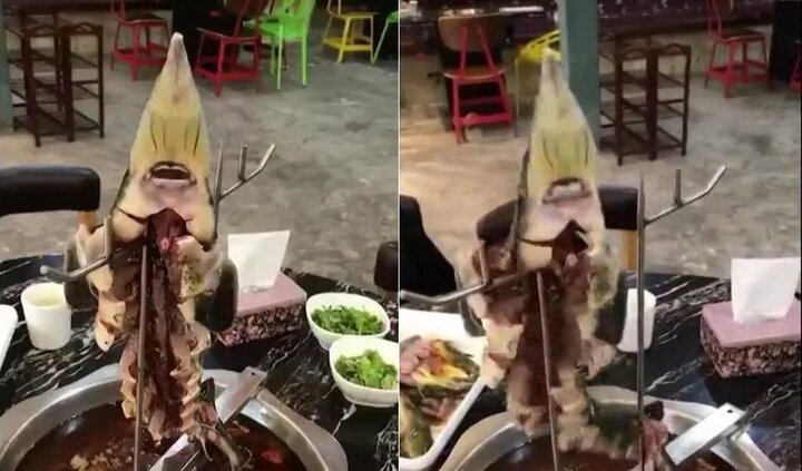 Clip sốc: Cá bị moi ruột, xẻ thịt vẫn giãy giụa trên nồi lẩu khiến thực khách kinh hãi