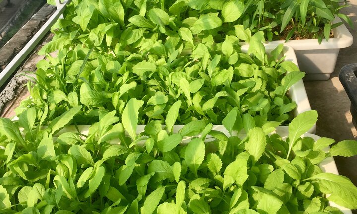 Ngưỡng mộ vườn rau sạch mướt trên sân thượng của chàng trai 9X độc thân