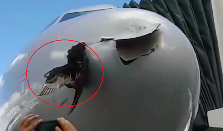 Hy hữu: Chim mắc kẹt sau khi đâm rách toạc mũi máy bay