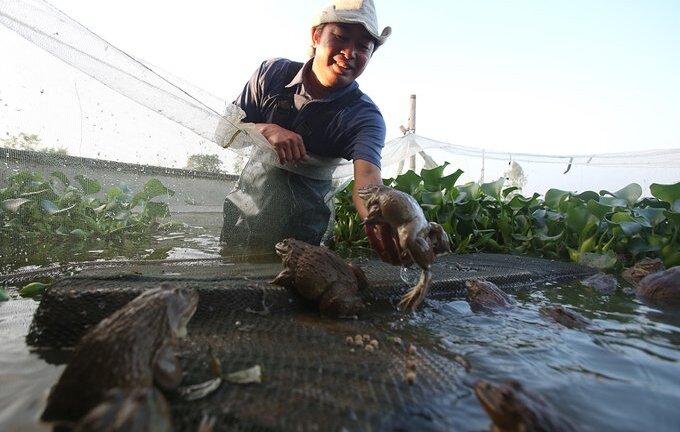 Chiêm ngưỡng đàn ếch khổng lồ ở Thái Bình, cho chủ nuôi 3 tỷ đồng mỗi năm