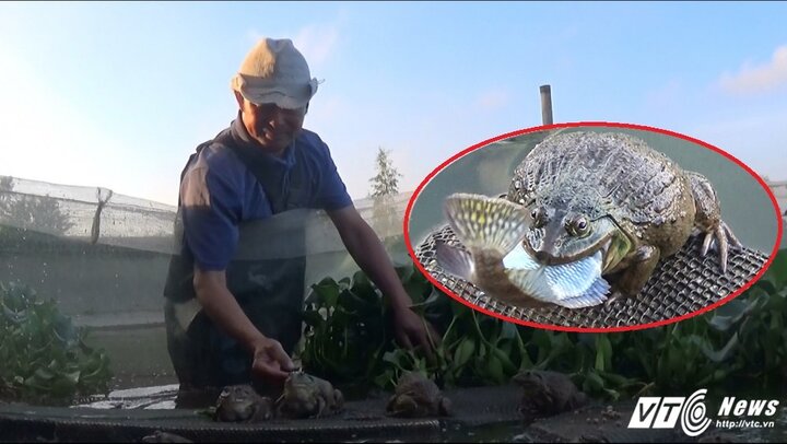 Ảnh: Ếch 'khổng lồ' giúp lão nông Thái Bình kiếm tiền tỷ mỗi năm