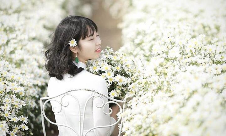 3 điểm ngắm và chụp ảnh cúc họa mi đẹp nhất tại Hà Nội