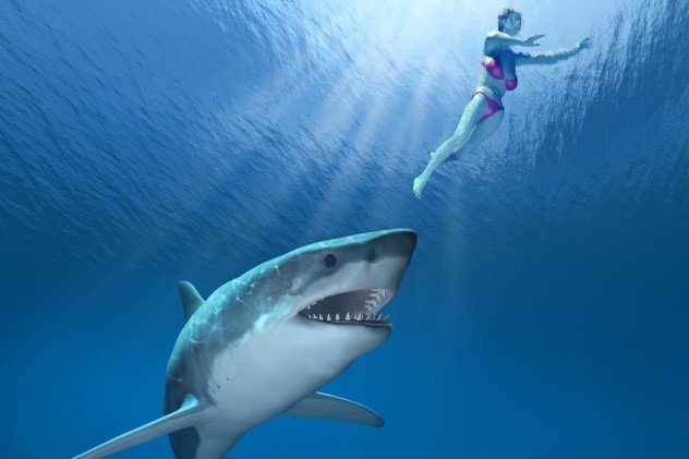 Đồ bơi giúp người tắm biển tránh bị cá mập tấn công