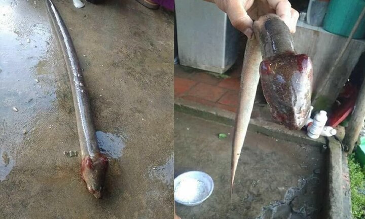 Sự thật con vật đầu rắn mình lươn cực độc khiến dân mạng xôn xao