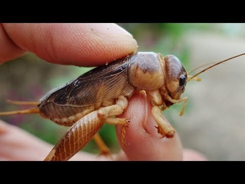 Bà con Hà Tĩnh đua nhau ra đồng đào dế, kiếm nửa triệu mỗi ngày