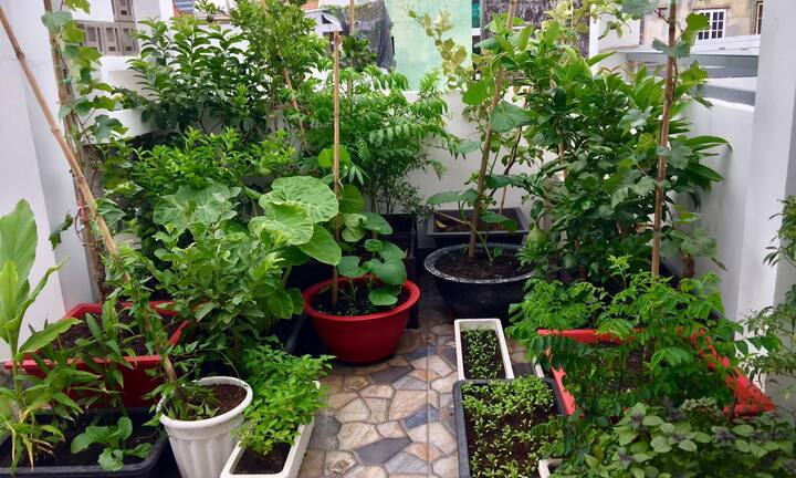 Mẹ 8X xinh đẹp khoe vườn quả sai trĩu trên sân thượng, nhìn thôi đã mê mẩn