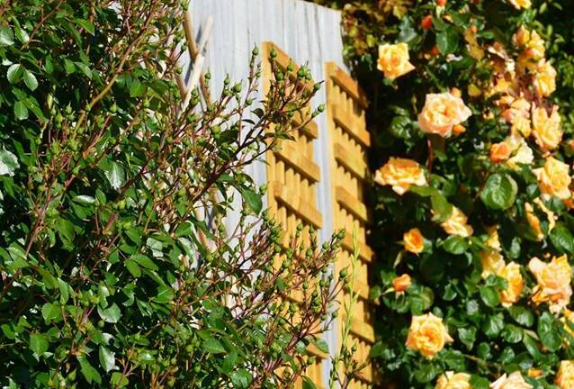 Mẹ Việt tại Úc chia sẻ bí quyết trồng hồng để có vườn hoa 'vạn người mê'