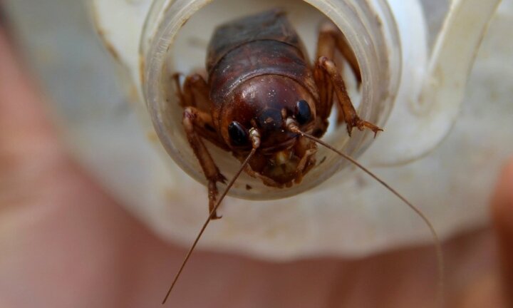 Video: Xem người Hà Tĩnh đào dế cơm đem về chế biến món ăn