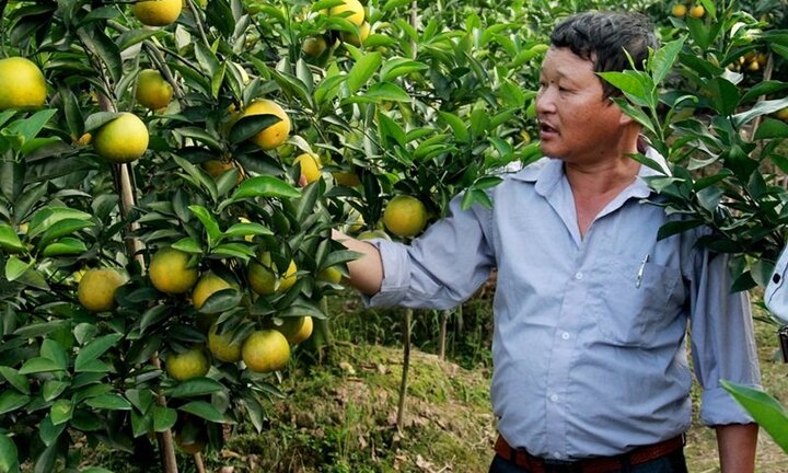 Cam Hưng Yên chuẩn VietGAP 'chinh phục' người tiêu dùng thủ đô