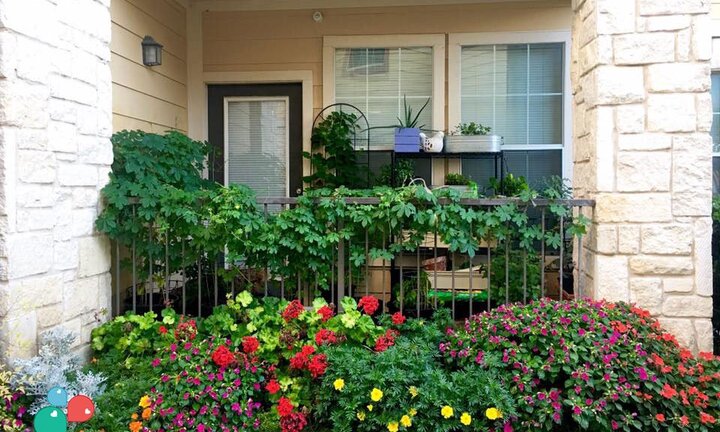 Du học sinh 9X tại Mỹ khoe khu vườn ngoài ban công đẹp mướt mắt