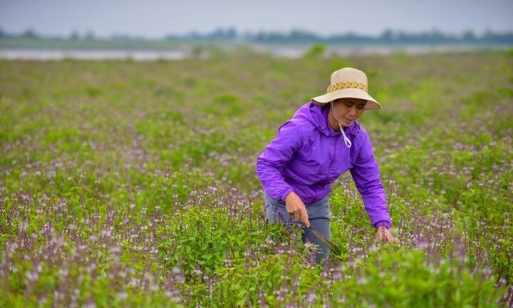 Check in cánh đồng rau húng quế đẹp như hoa lavender ở ngoại thành Hà Nội