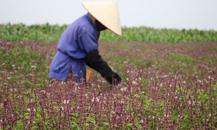Ảnh: Cánh đồng bạt ngàn hoa oải hương từ húng quế độc đáo ở Hà Nội