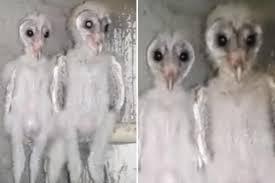 Video: Phát hiện sinh vật có ngoại hình giống hệt người ngoài hành tinh ở Ấn Độ