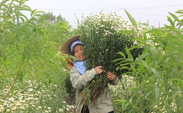 Cúc họa mi được giá, dân Nhật Tân thu hàng trăm triệu